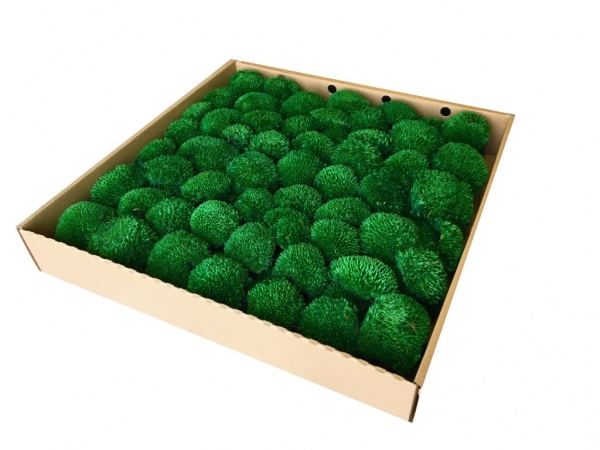 Premium Preserved Pillow/ Bun Moss Dark Green XL Wholesale Box